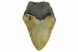Partial, Fossil Megalodon Tooth - North Carolina #361676-1